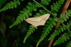 Timandra convectaria