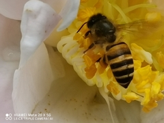 Apis cerana
