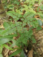 Adiantum flabellulatum