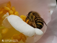 Apis cerana