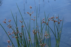 Juncus militaris