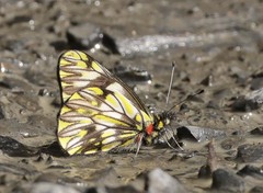 Catasticta pieris