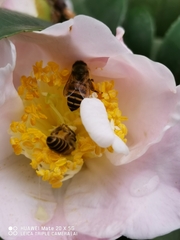 Apis cerana