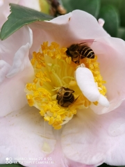 Apis cerana
