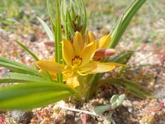 Wachendorfia multiflora