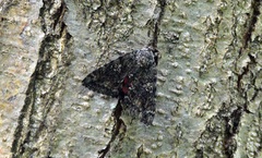Catocala sponsa