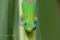 Gold Dust Day Gecko - Photo (c) Rick Long, some rights reserved (CC BY-NC-ND), uploaded by Rick Long