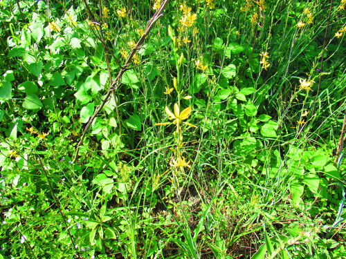 Image of Echeandia mexicana by (c) Oscar Alejandro Morales Juárez, some rights reserved (CC BY-SA)