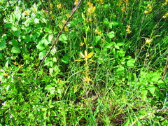 Echeandia mexicana