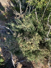 Acanthocarpus preissii