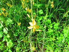 Echeandia mexicana