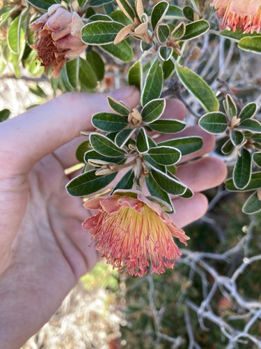 Image of Diplolaena grandiflora by (c) Thomas Mesaglio, some rights reserved (CC BY)