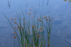 Juncus militaris