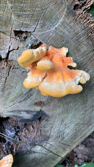 Laetiporus sulphureus