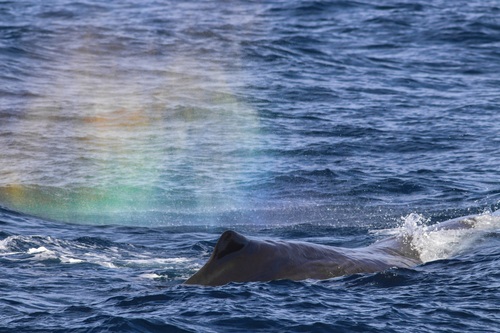 Photo of Sperm whale (Physeter macrocephalus)