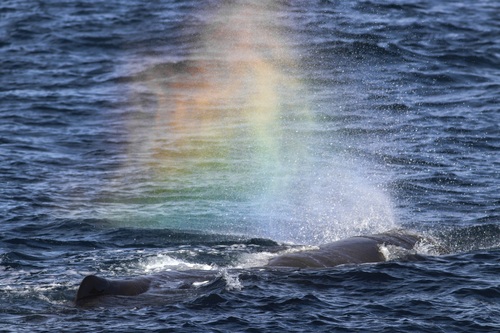 Photo of Sperm whale (Physeter macrocephalus)