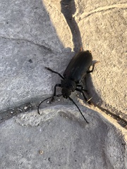 Rhaesus serricollis