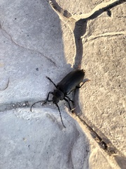 Rhaesus serricollis
