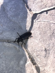 Rhaesus serricollis