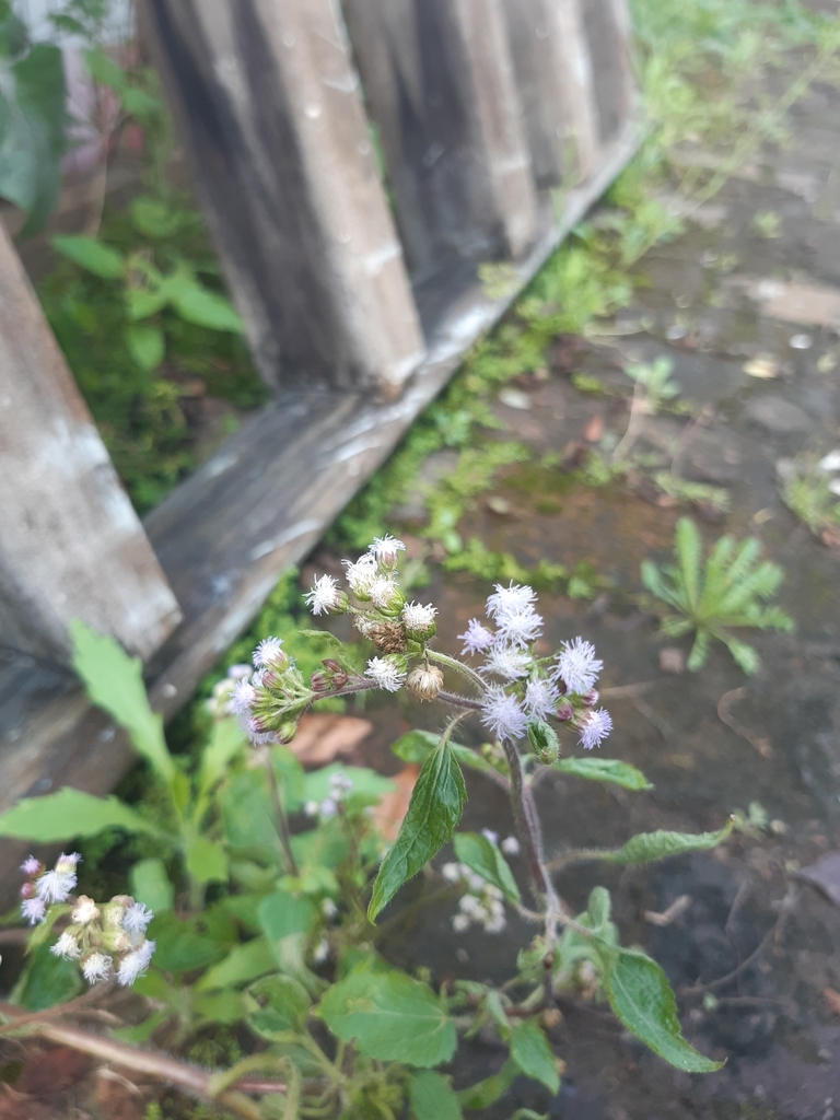 Billygoat Weed From Sete De Setembro Sapiranga RS 93815 016 Brasil billygoat-weed-from-sete-de-setembro-sapiranga-rs-93815-016-brasil