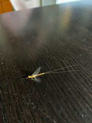Ephemeroptera