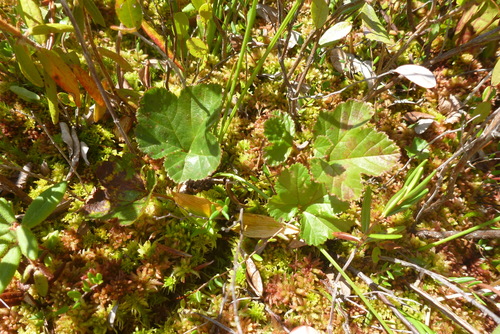 Cloudberry