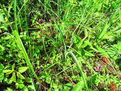 Echeandia mexicana