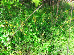 Echeandia mexicana