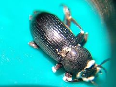 Coleoptera