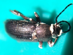 Coleoptera