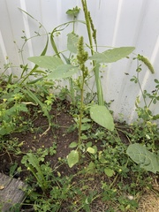 Amaranthus retroflexus
