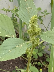 Amaranthus retroflexus