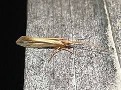 Limnephilus ornatus