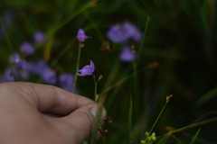 Utricularia tridentata