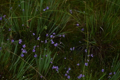 Utricularia tridentata