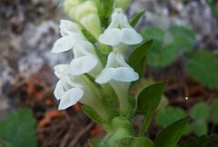 Scutellaria sieberi