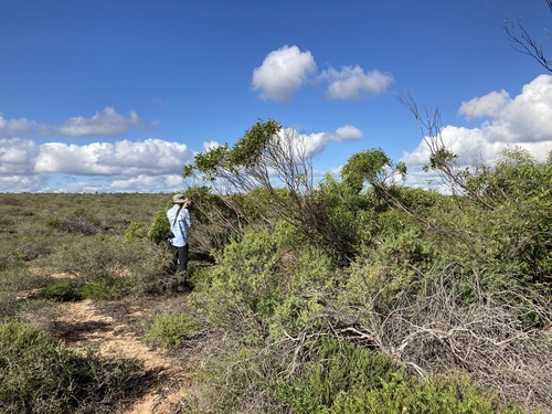 Ooragmandee (Eucalyptus oraria)