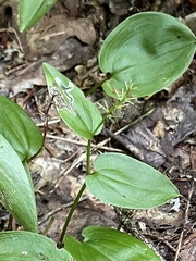 Liriomyza smilacinae