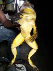 Conraua goliath