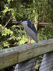 Nycticorax nycticorax image