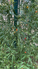 Solanum pseudocapsicum