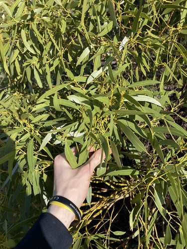 Image of Eucalyptus oraria by (c) Thomas Mesaglio, some rights reserved (CC BY)