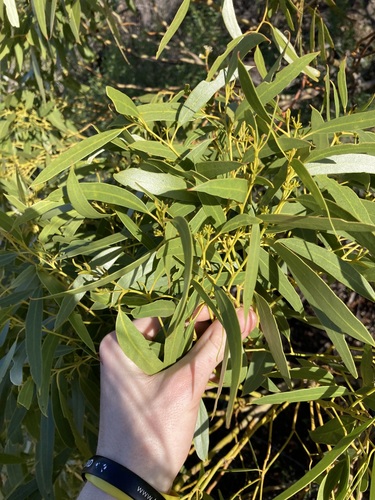 Image of Eucalyptus oraria by (c) Thomas Mesaglio, some rights reserved (CC BY)