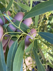 Eucalyptus oraria