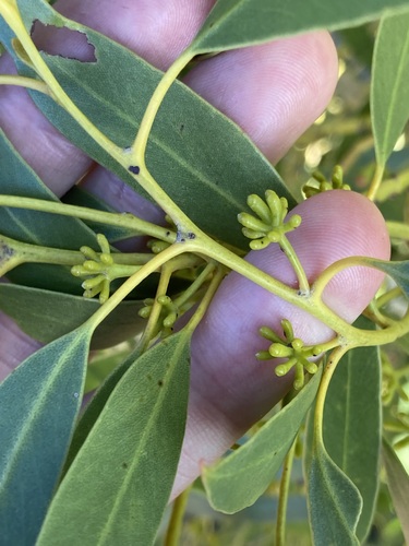 Image of Eucalyptus oraria by (c) Thomas Mesaglio, some rights reserved (CC BY)