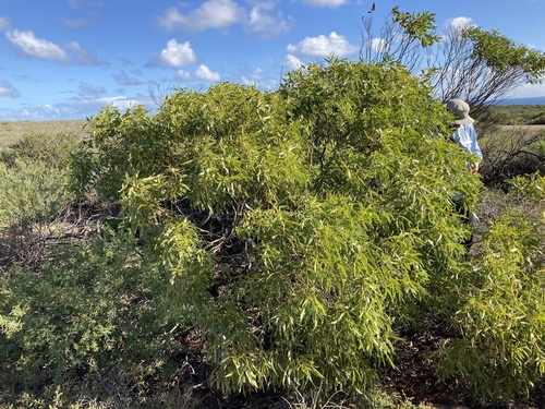 Image of Eucalyptus oraria by (c) Thomas Mesaglio, some rights reserved (CC BY)