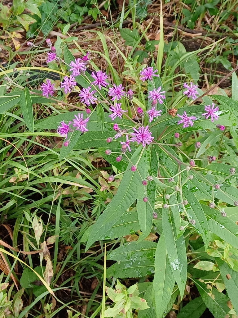 Tall Ironweed from Jackson, MS 39216, USA on August 3, 2022 at 08:40 AM ...