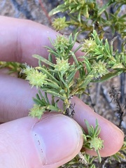 Opercularia spermacocea