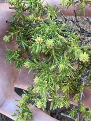 Opercularia spermacocea