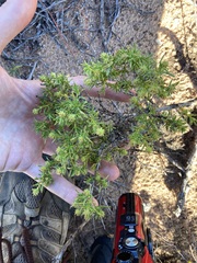 Opercularia spermacocea